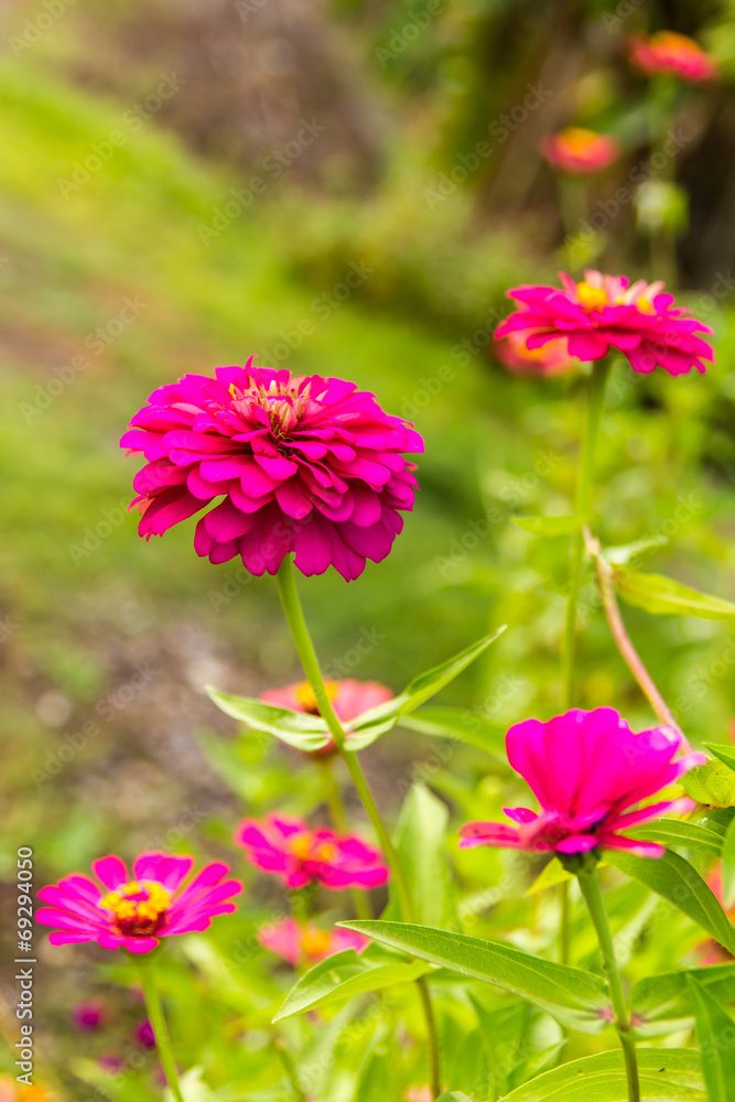 purple Zinnia elegans bloom in the beautiful garden. purple Zinnia elegans bloom in the beautiful garden.