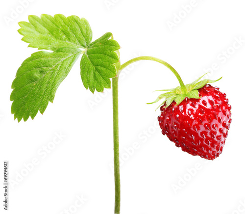 Foto Wild strawberry isolated