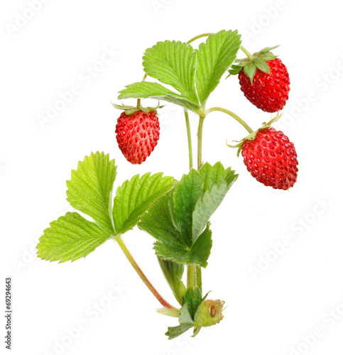 Wild strawberry isolated