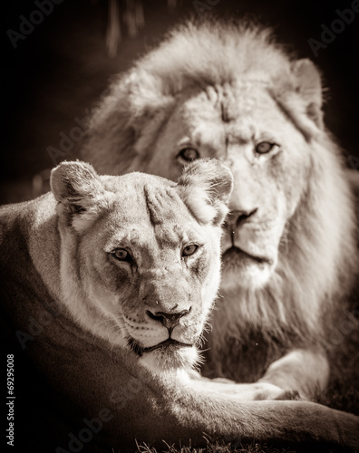 Lion couple