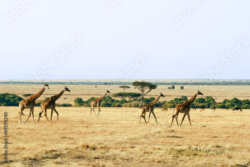 Giraffes on the Masai Mara in Africa