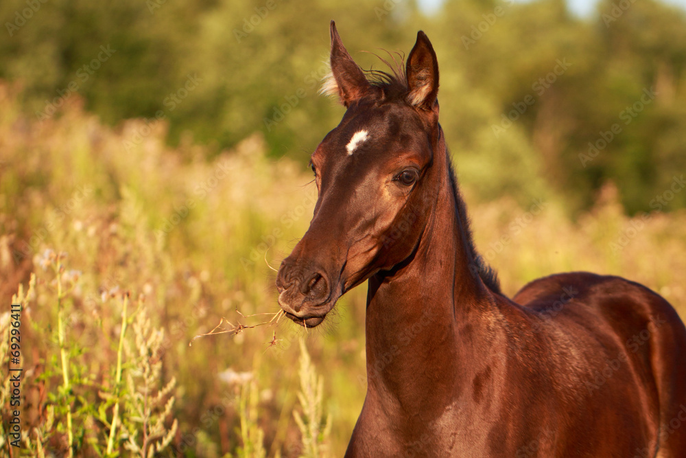 Fototapeta premium Akhal-Teke horse