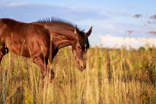 Obraz na plátně Akhal-Teke horse