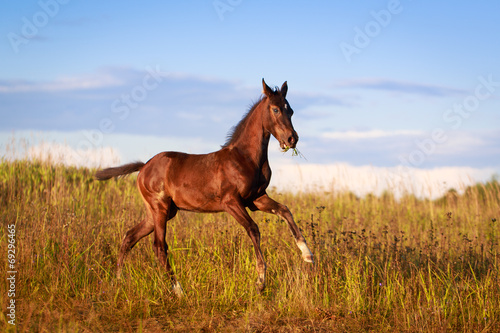 Akhal-Teke horse © DragoNika