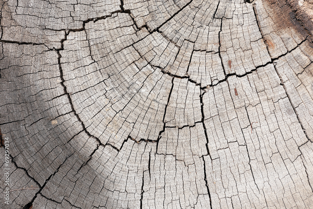 Fototapeta premium wood texture background
