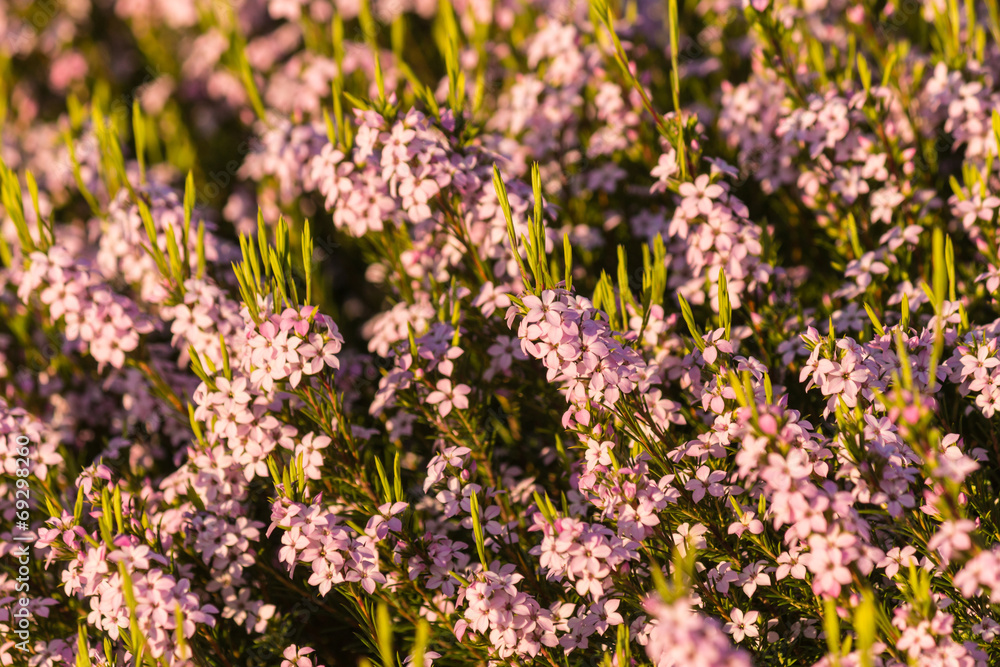 Obraz premium detail shrub with tiny pink flowers