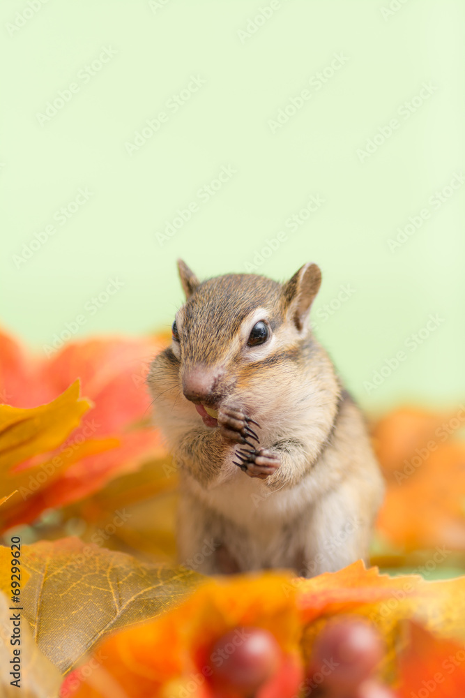 Obraz premium シマリスと落ち葉