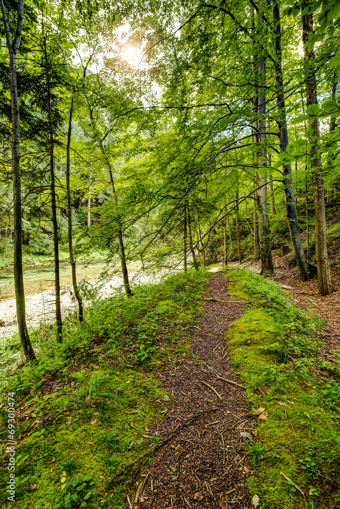 Waldweg Waldweg