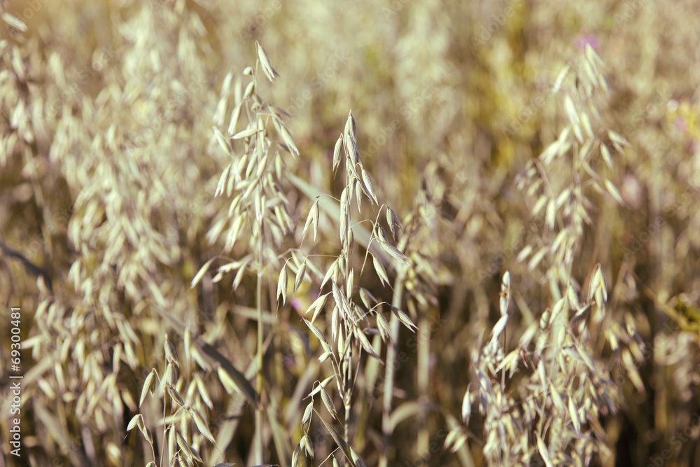 Fototapeta premium Years young oats field in summer.