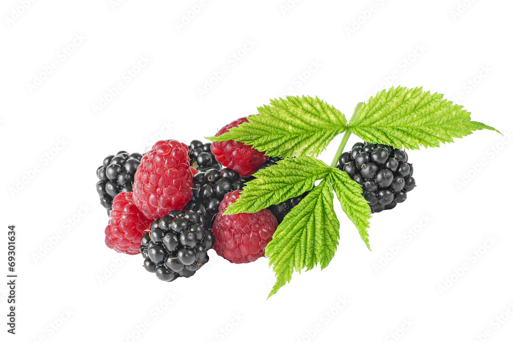 blackberries raspberries green leaf on white background blackberries raspberries green leaf on white background