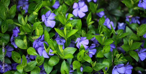 Periwinkle (Vinca minor) plant with flowers