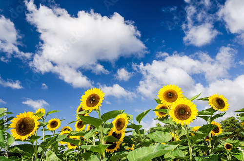 Fototapeta Naklejka Na Ścianę i Meble -  Sommer Sonnenblumen Himmel