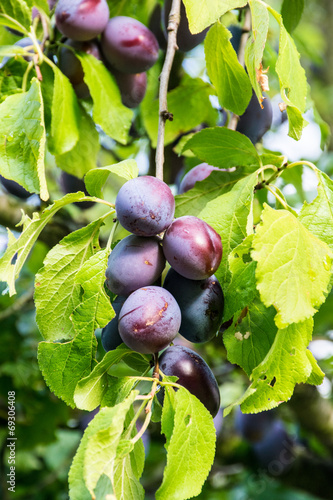 Wallpaper Mural Zwetschgenernte Torontodigital.ca