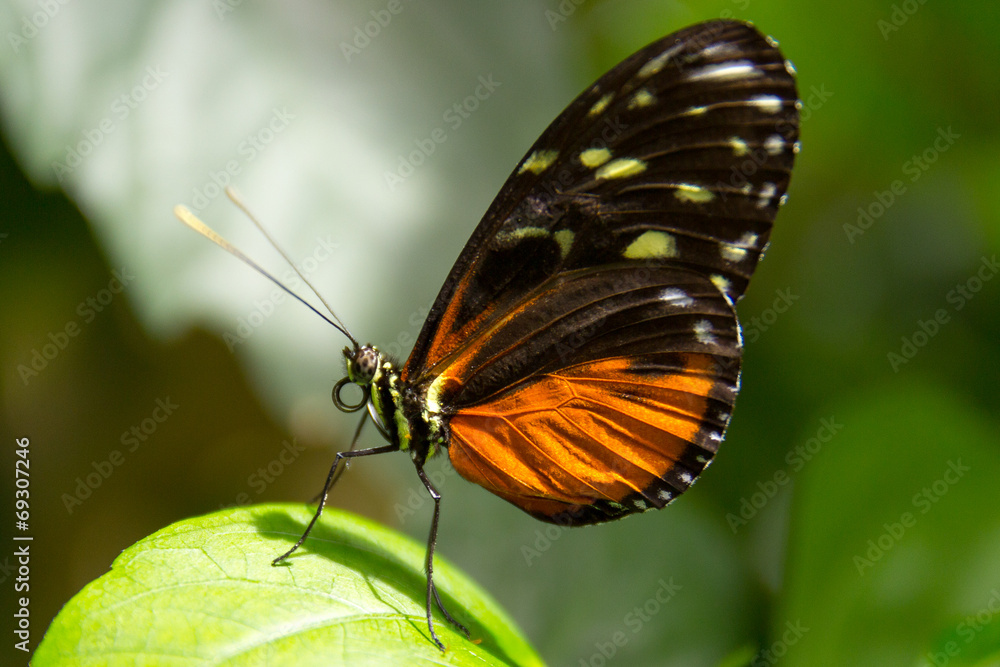 Naklejka premium Schmetterling