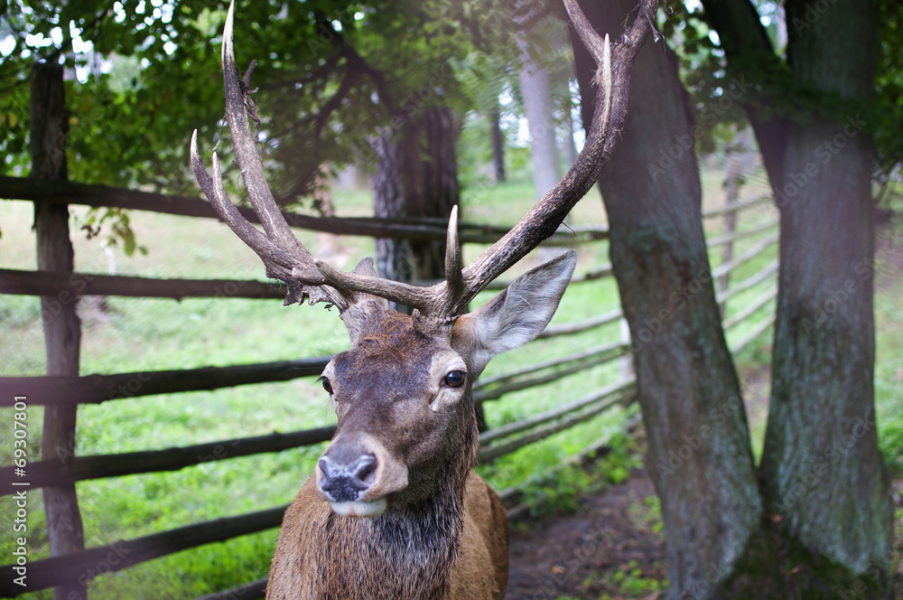Deer Deer