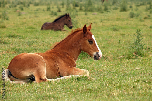 horse foals lying on field