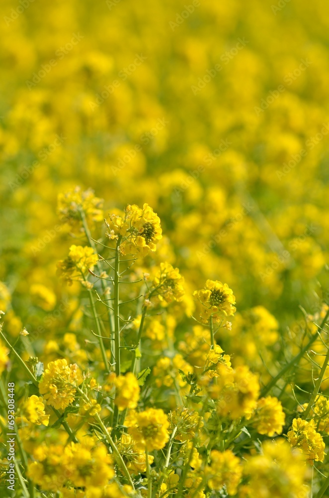 菜の花畑 菜の花畑