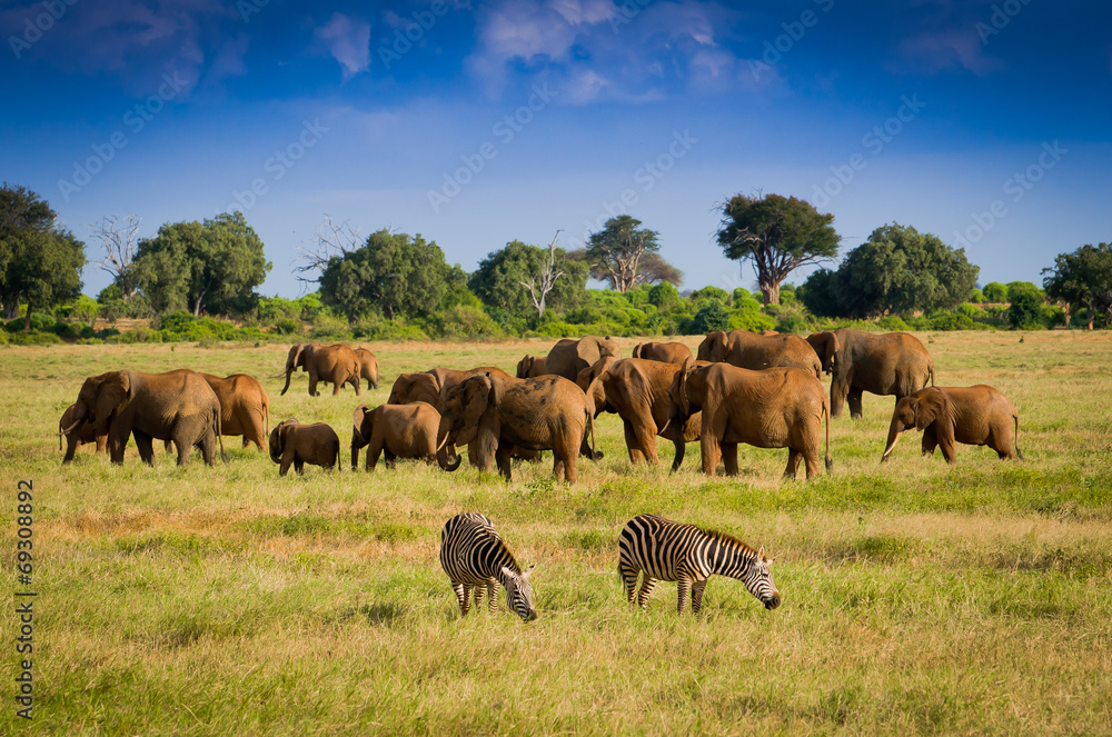 Herd african elephants