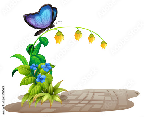 Butterfly and flower