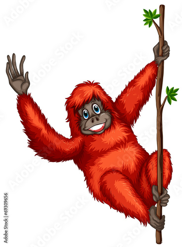 Orangutan
