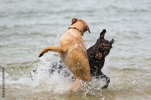 zwei Labrador Retriever Hunde spielen im Wasser