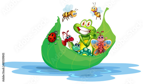 Insects