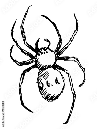 spider