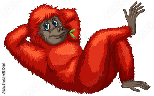 Orangutan