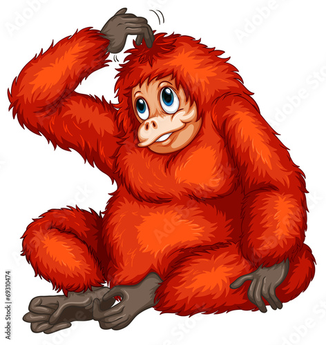 Orangutan