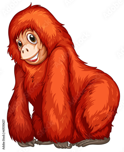 Gorilla