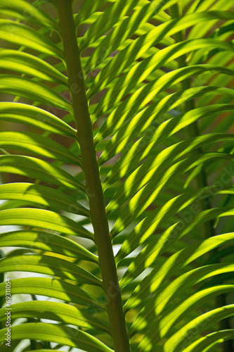 Blatt im Sonnenlicht