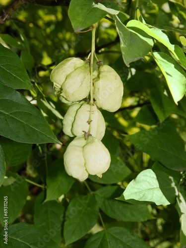 green fruits of bladdernut photo