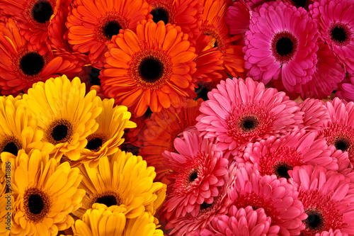A bouquet of gerberas. Floral background. Fototapet
