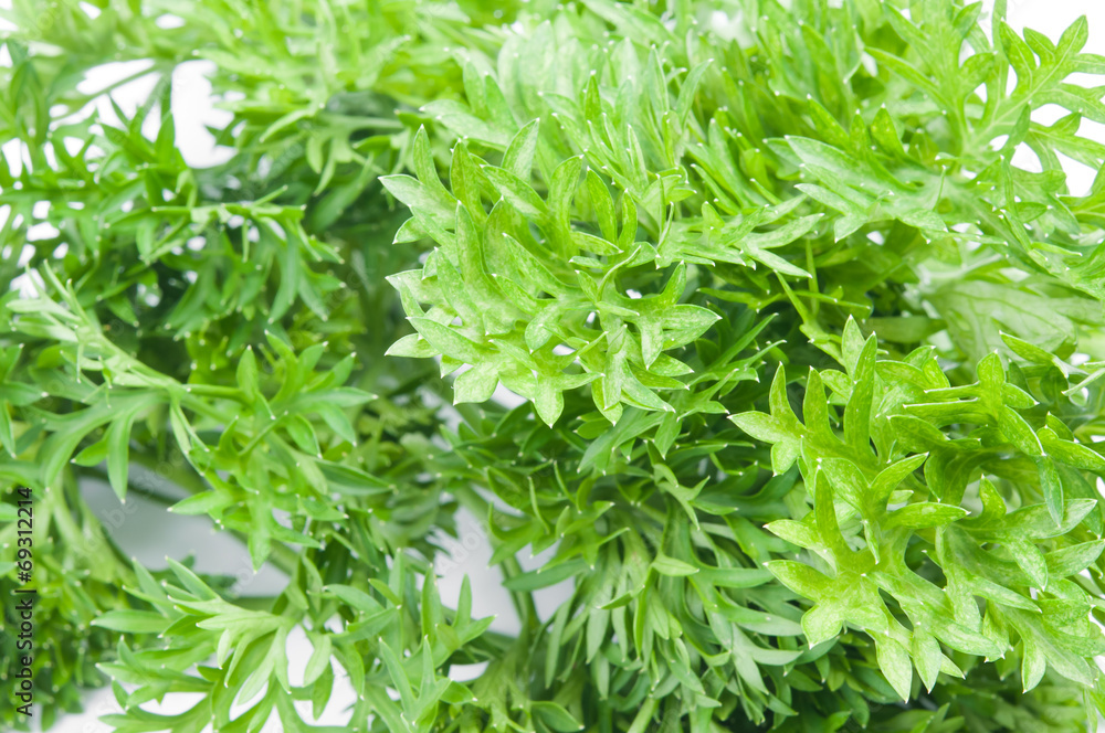 fresh parsley fresh parsley
