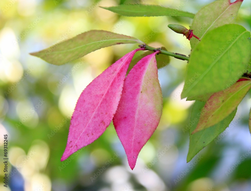 herbstblätter ververbt herbstblätter ververbt