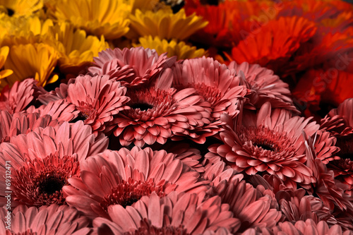 A bouquet of gerberas. Floral background.