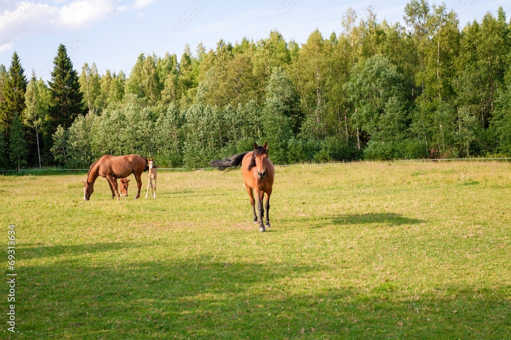 Fototapeta premium Horses on the farm