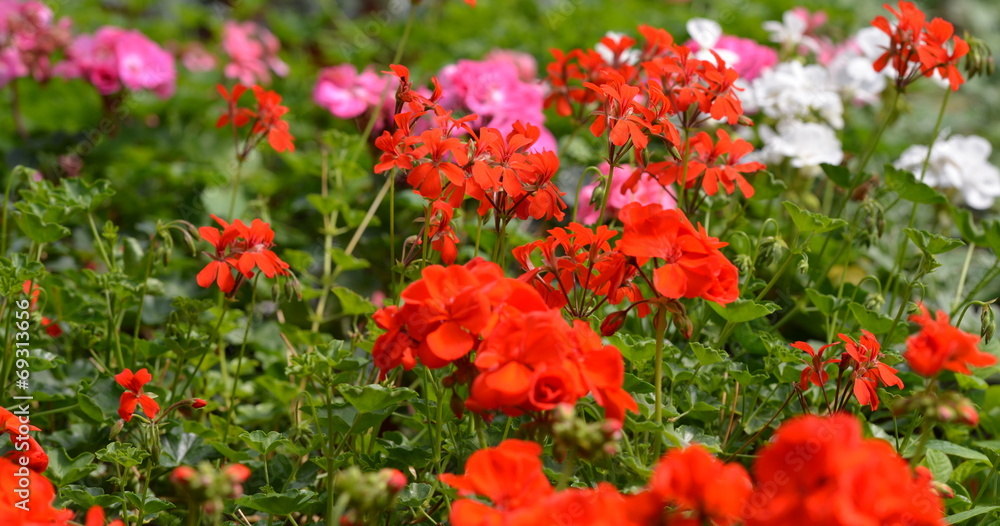 fleurs fleurs