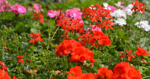 Fototapeta Naklejka Na Ścianę i Meble -  fleurs