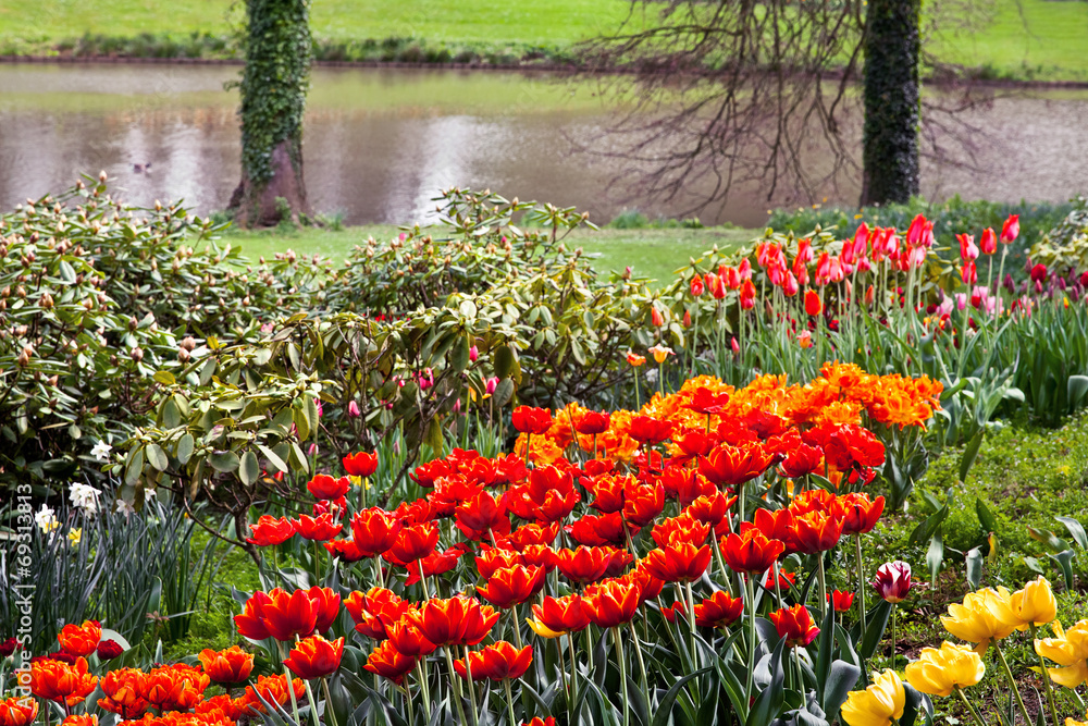 Fototapeta premium Colorful tulips in the park.