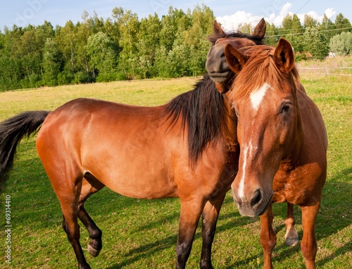Horses on the Farm © nblxer