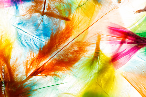 Colorful feathers