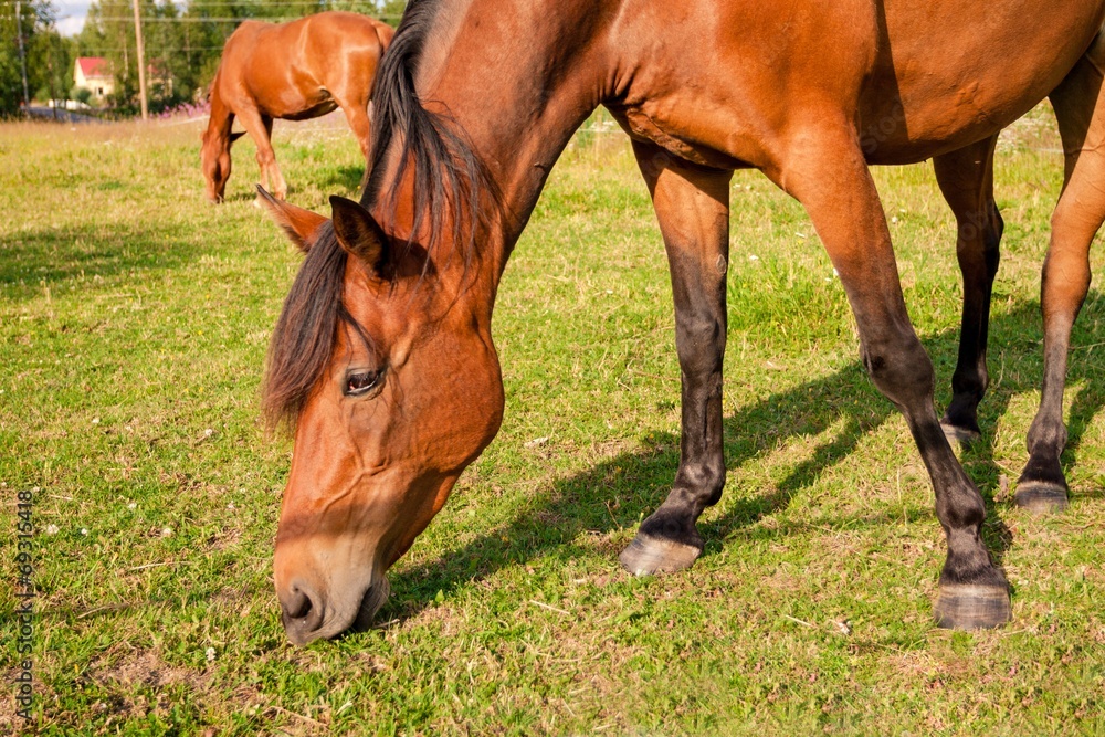 Fototapeta premium Horses on the farm