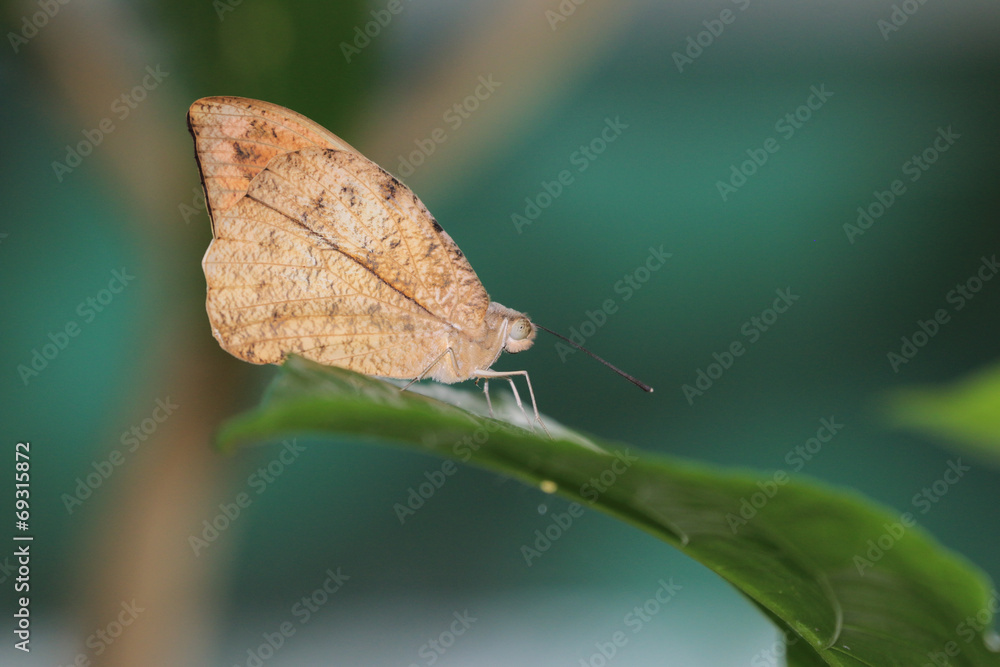 Obraz premium Great orange tip butterfly