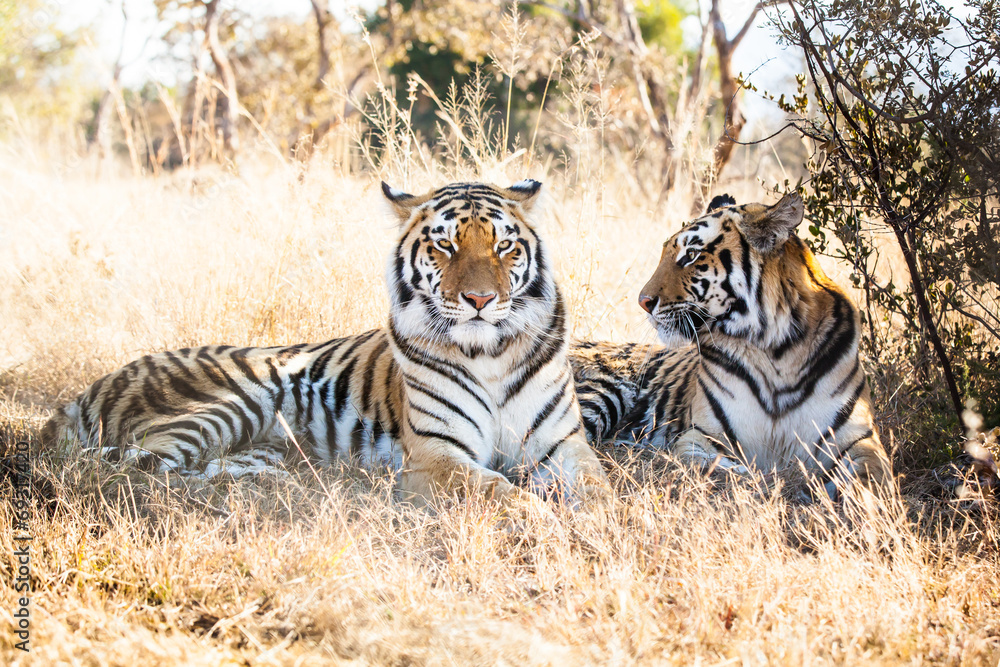 Naklejka premium portrait of two bengal tigers