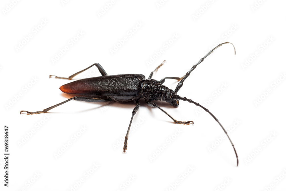 Cerambyx cerdo Cerambyx cerdo