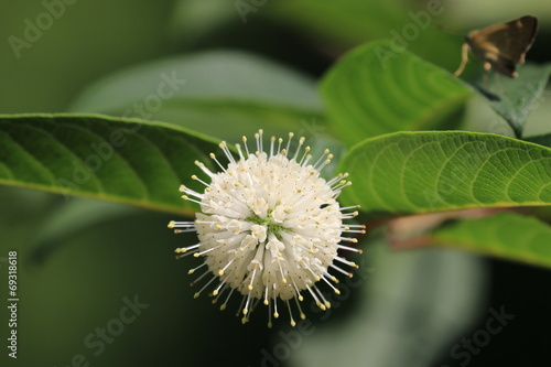 Buttonbush flower and butterfly