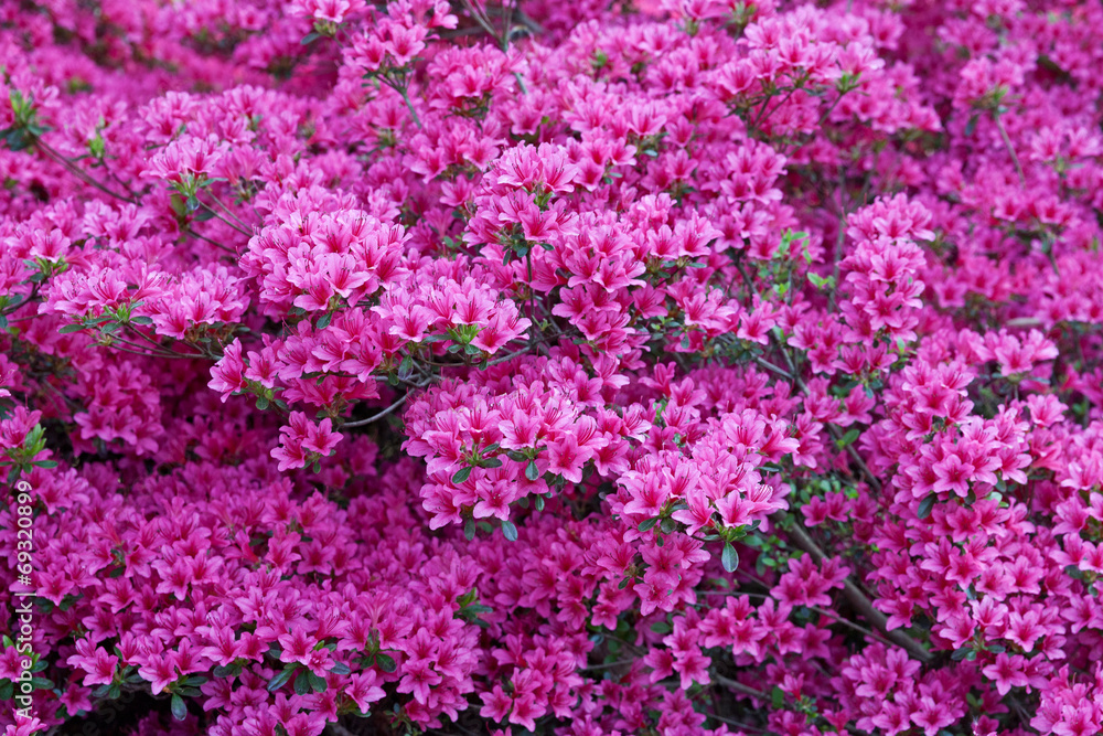 Azaleas in the spring park.