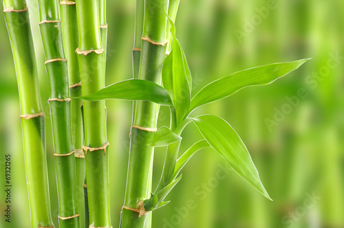 bamboo © oly5