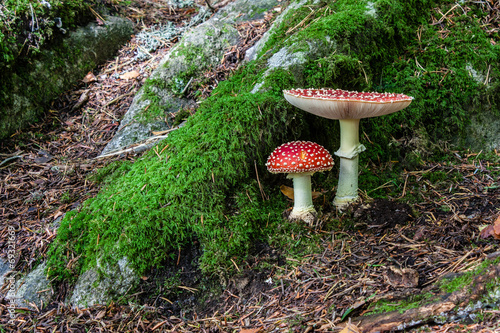 Champignon amanite tue-mouche photo